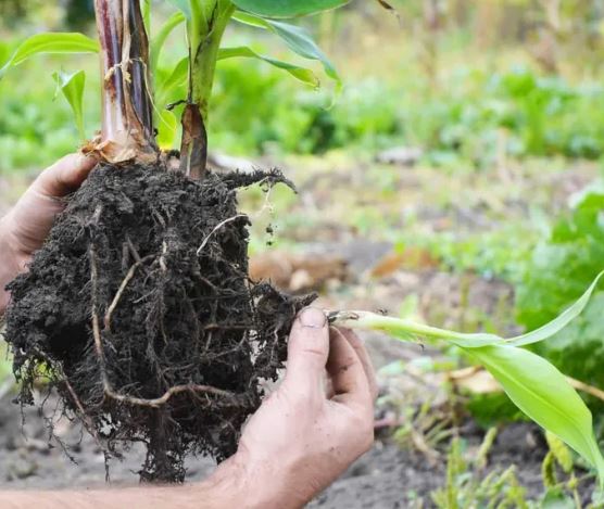 banana roots.JPG