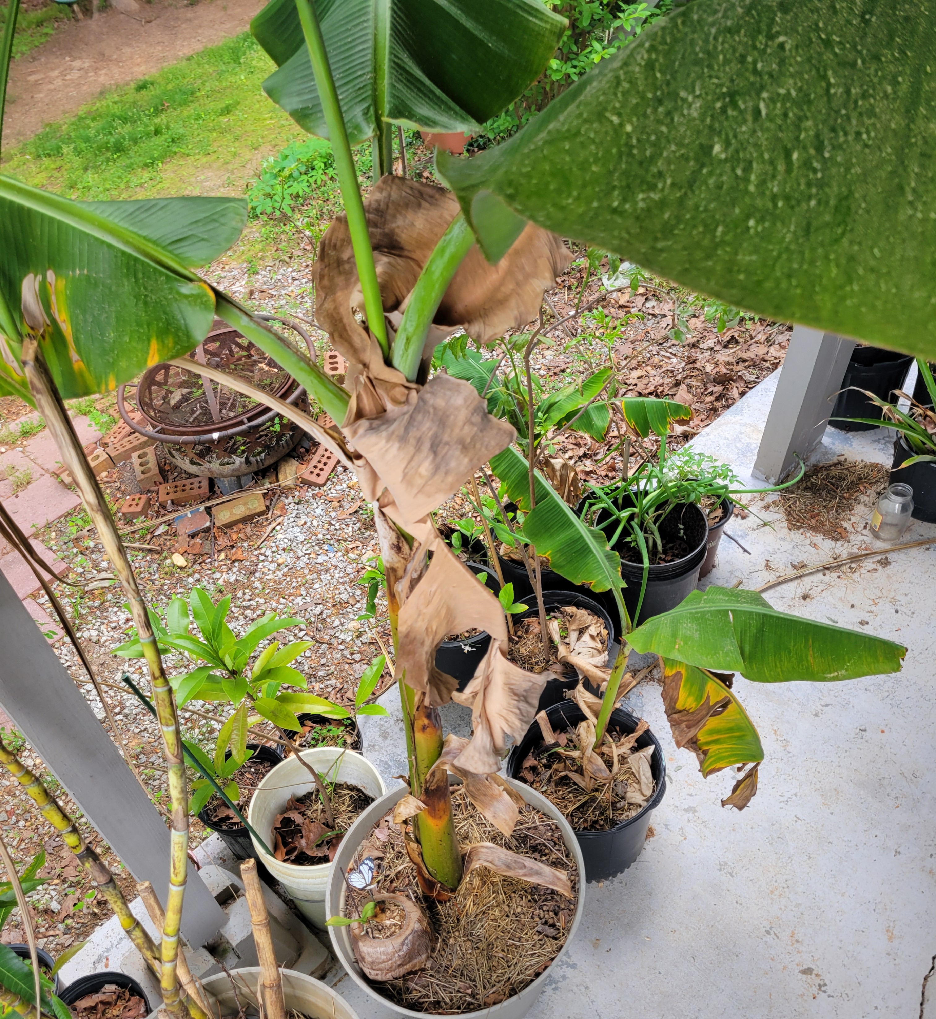 banana tree.JPG