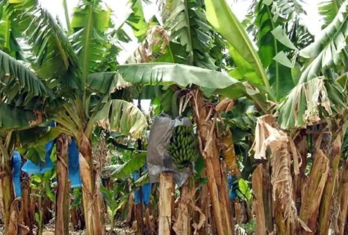 banana tress.JPG
